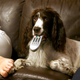 Springer spaniel with TV remote in its mouth on the couch